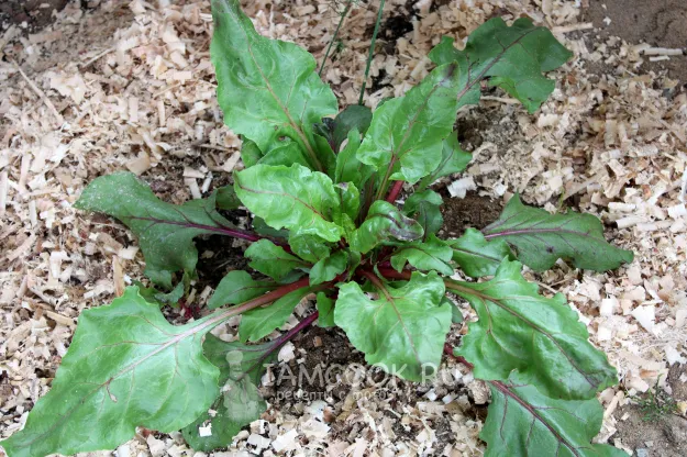 Шаг 2: иллюстрация